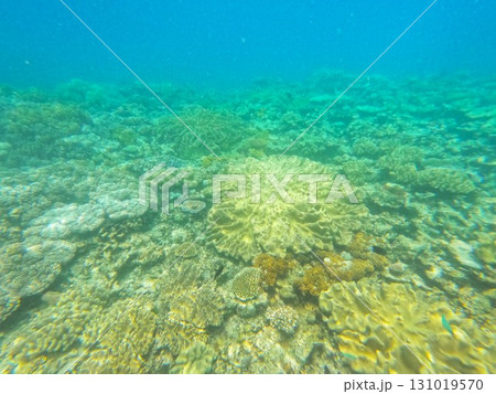 Great Barrier Reef　 131019570
