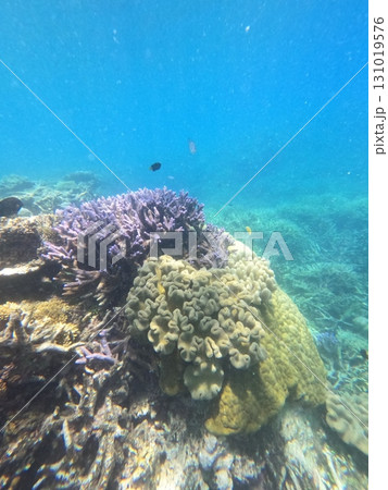 Great Barrier Reef　 131019576