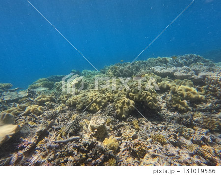 Great Barrier Reef　 131019586