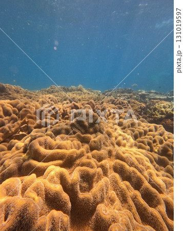Great Barrier Reef Great Barrier Reef 131019597