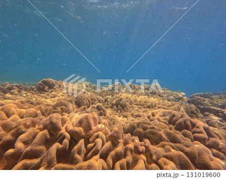Great Barrier Reef　 131019600