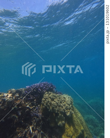 Great Barrier Reef　 131019602