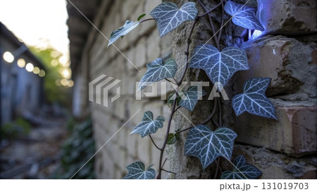Ivy climbing on a brick wall in an abandoned setting during golden hour light 131019703