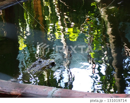 獲物を狙うワニ 131019714