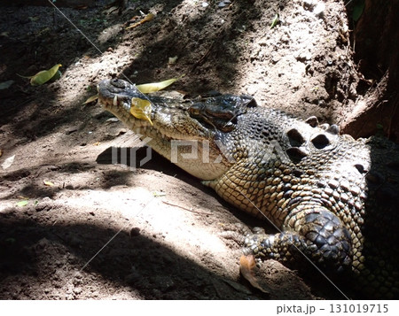 獲物を狙うワニ 131019715
