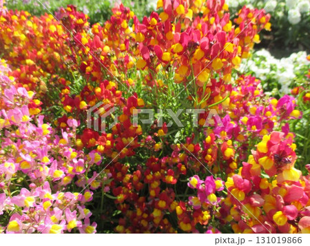 春の花壇に美しく咲き誇る、色鮮やかなキンギョソウ（リナリア）の花 131019866