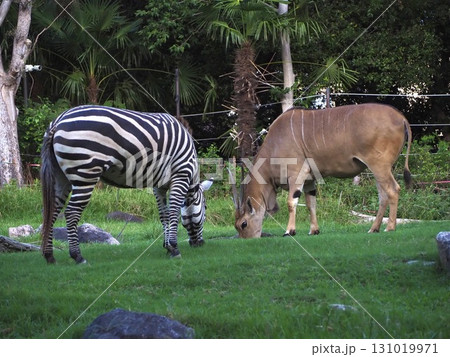 天王寺動物園のシマウマとエランド 天王寺動物園のシマウマとエランド 131019971