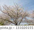 青空に映える満開の桜の木 131020155