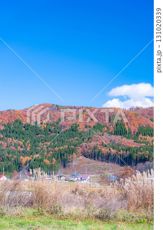 【秋素材】晩秋の白馬村の紅葉の様子と青空【長野県】 【秋素材】晩秋の白馬村の紅葉の様子と青空【長野県】 131020339