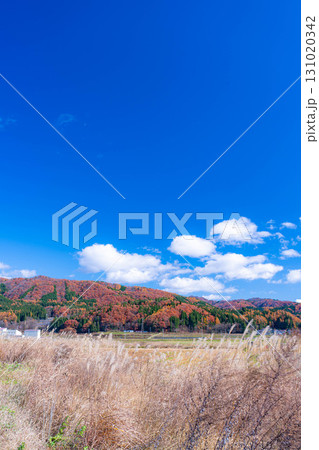 【秋素材】晩秋の白馬村の紅葉の様子と青空【長野県】 【秋素材】晩秋の白馬村の紅葉の様子と青空【長野県】 131020342