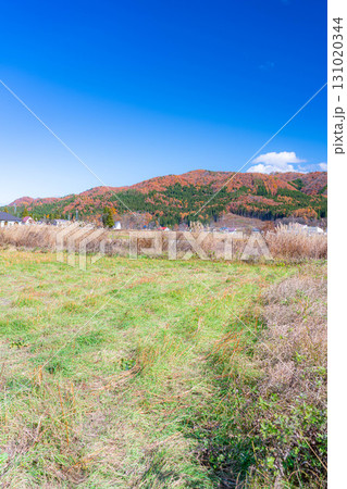 【秋素材】晩秋の白馬村の紅葉の様子と青空【長野県】 131020344