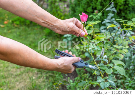 Female farmer with a pruner shears a stem with a flower of rose Female farmer with a pruner shears a stem with a flower of rose 131020367