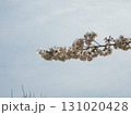 青空に映える桜の枝 131020428