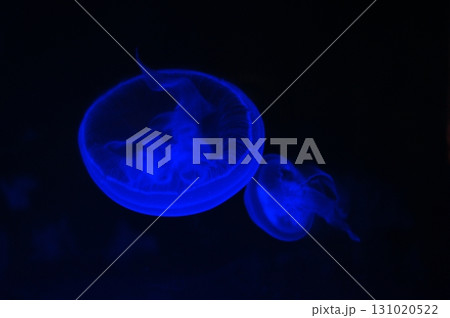 クラゲ クラゲ 131020522