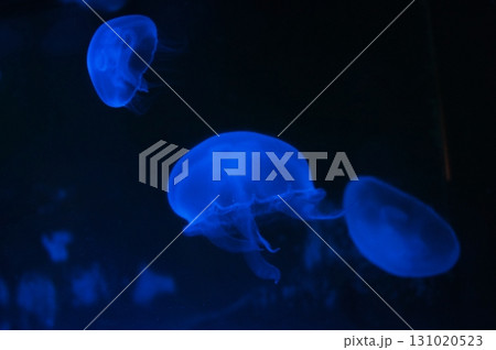 クラゲ 131020523