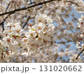 桜の花のクローズアップ 131020662