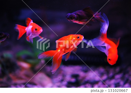 金魚 131020667