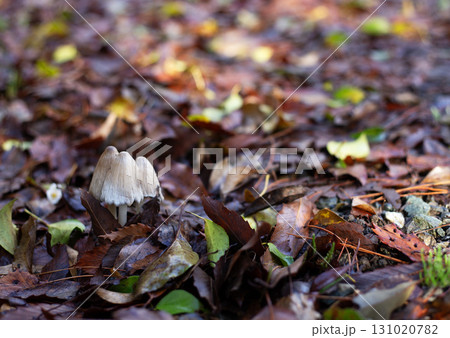 落葉の中に生息するきのこ 落葉の中に生息するきのこ 131020782
