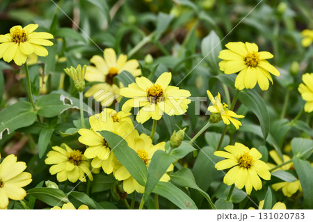 ヒャクニチソウ（ジニア）「ベリーズダブル　イエロー」 131020783