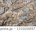 満開の桜の枝と背景いっぱいの花 131020897