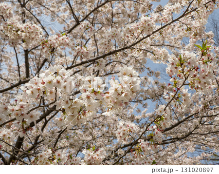 満開の桜の枝と背景いっぱいの花 満開の桜の枝と背景いっぱいの花 131020897