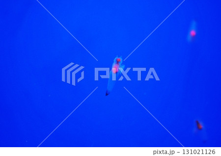 クリオネ クリオネ 131021126