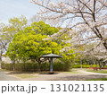 桜と新緑が広がる春の公園 131021135