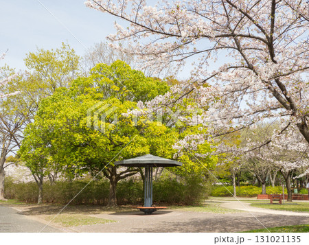 桜と新緑が広がる春の公園 桜と新緑が広がる春の公園 131021135