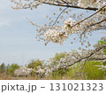 青空に映える桜の枝と春の公園 131021323