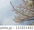 青空に広がる桜の枝 131021482