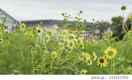 ソレイユの丘 131021502