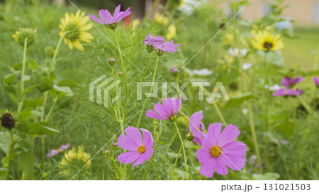 ソレイユの丘 ソレイユの丘 131021503