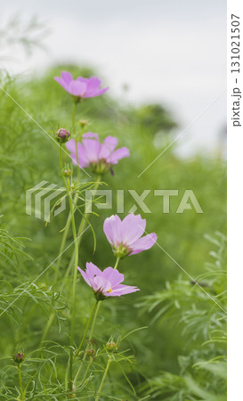 ソレイユの丘 131021507