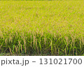稲　米　田んぼ 131021700