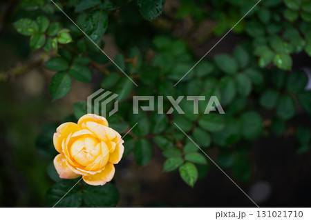 黄薔薇 ―静寂に咲く― 黄薔薇 ―静寂に咲く― 131021710