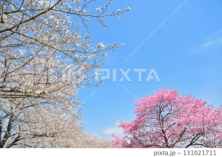 満開の桜と青空(都立舎人公園) 満開の桜と青空(都立舎人公園) 131021711