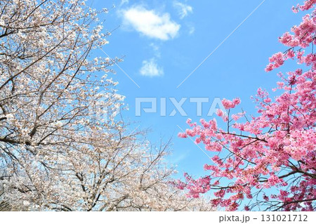満開の桜と青空(都立舎人公園) 満開の桜と青空(都立舎人公園) 131021712