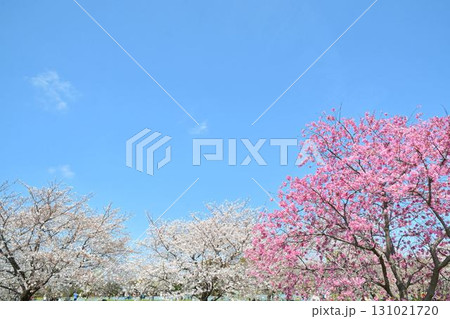 満開の桜と青空(都立舎人公園) 満開の桜と青空(都立舎人公園) 131021720