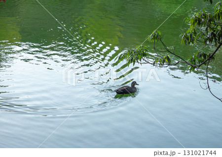 池に浮かぶ鴨 131021744