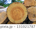 切り株　年輪 131021787