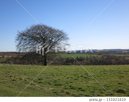 草原に立つ一本の木 131021810