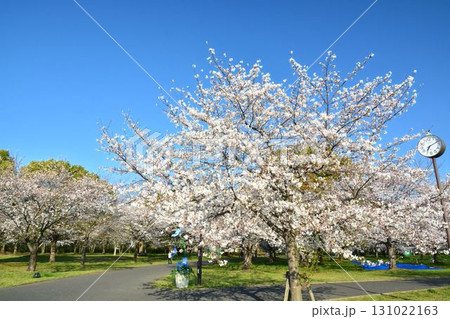 満開の桜と青空(都立舎人公園) 131022163