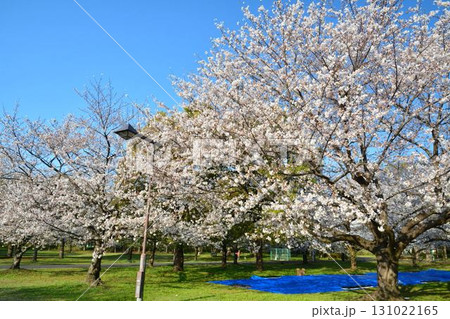 満開の桜と青空(都立舎人公園) 131022165