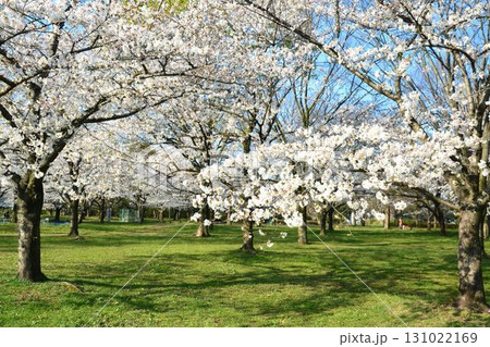 満開の桜と青空(都立舎人公園) 満開の桜と青空(都立舎人公園) 131022169