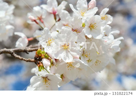 満開の桜(都立舎人公園) 131022174