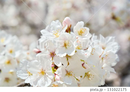満開の桜(都立舎人公園) 満開の桜(都立舎人公園) 131022175