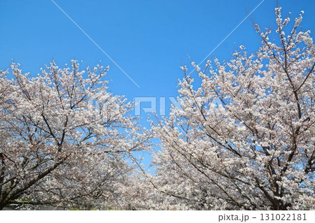 満開の桜と青空(都立舎人公園) 131022181