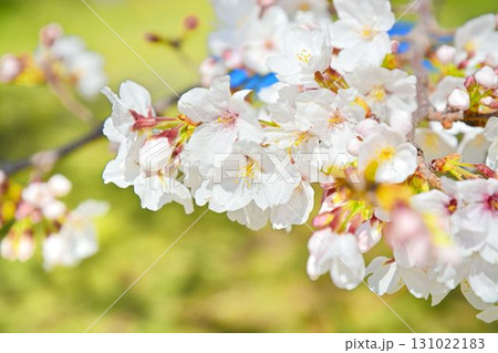 満開の桜(都立舎人公園) 満開の桜(都立舎人公園) 131022183