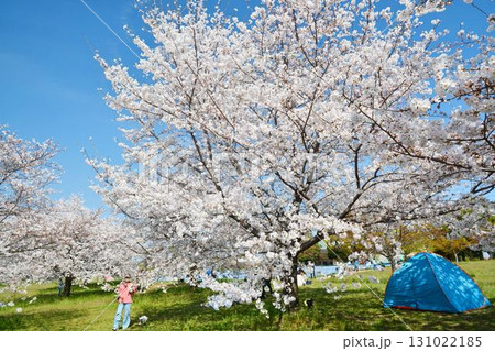 満開の桜と青空(都立舎人公園) 満開の桜と青空(都立舎人公園) 131022185