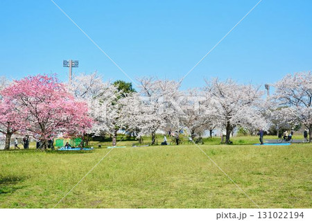 満開の桜と青空(都立舎人公園) 満開の桜と青空(都立舎人公園) 131022194